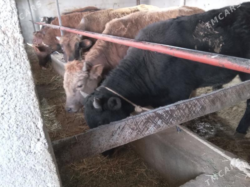 uly 7.okiz - Бузмеин - img 1