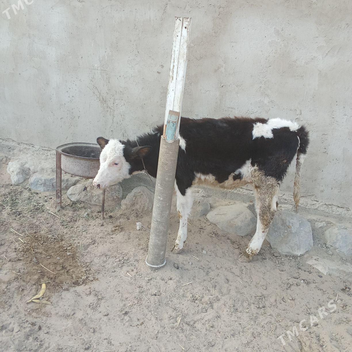 tuwe - Бахарден - img 2