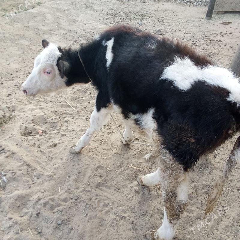 tuwe - Бахарден - img 3