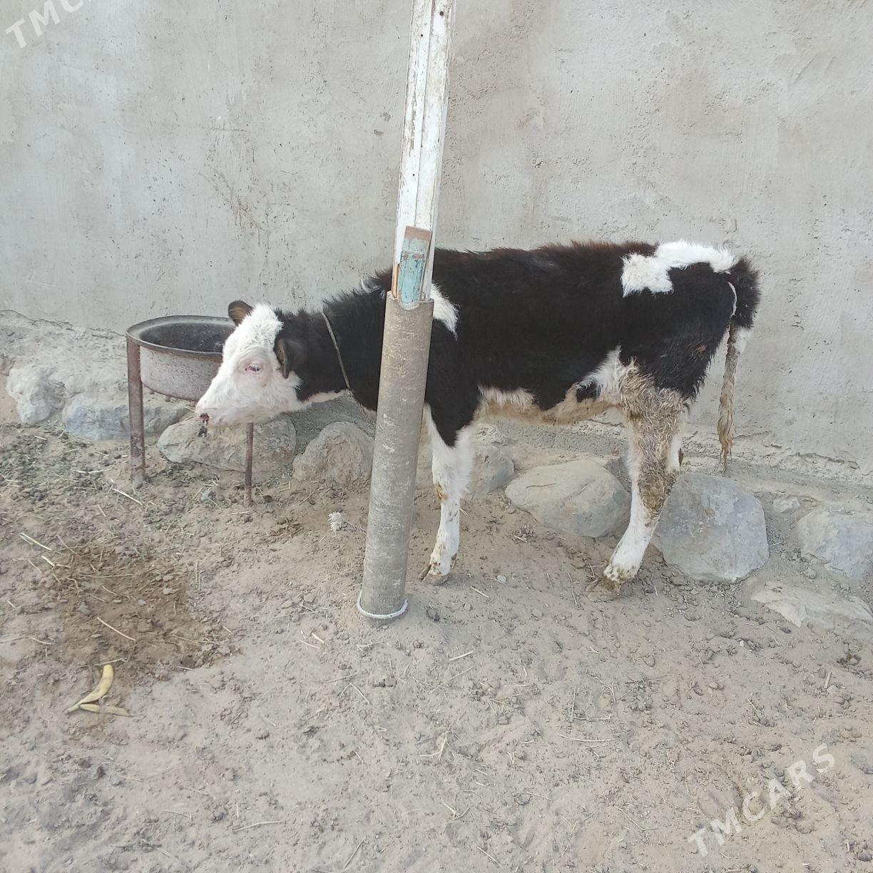 tuwe - Бахарден - img 1