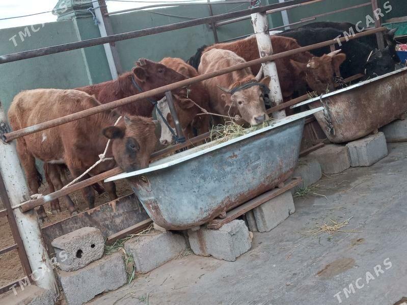 uly 7.okiz - Бузмеин - img 3