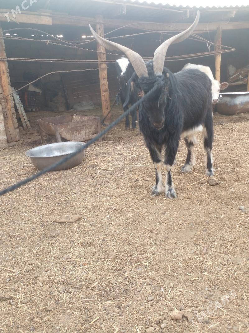 geçi - Büzmeýin - img 2