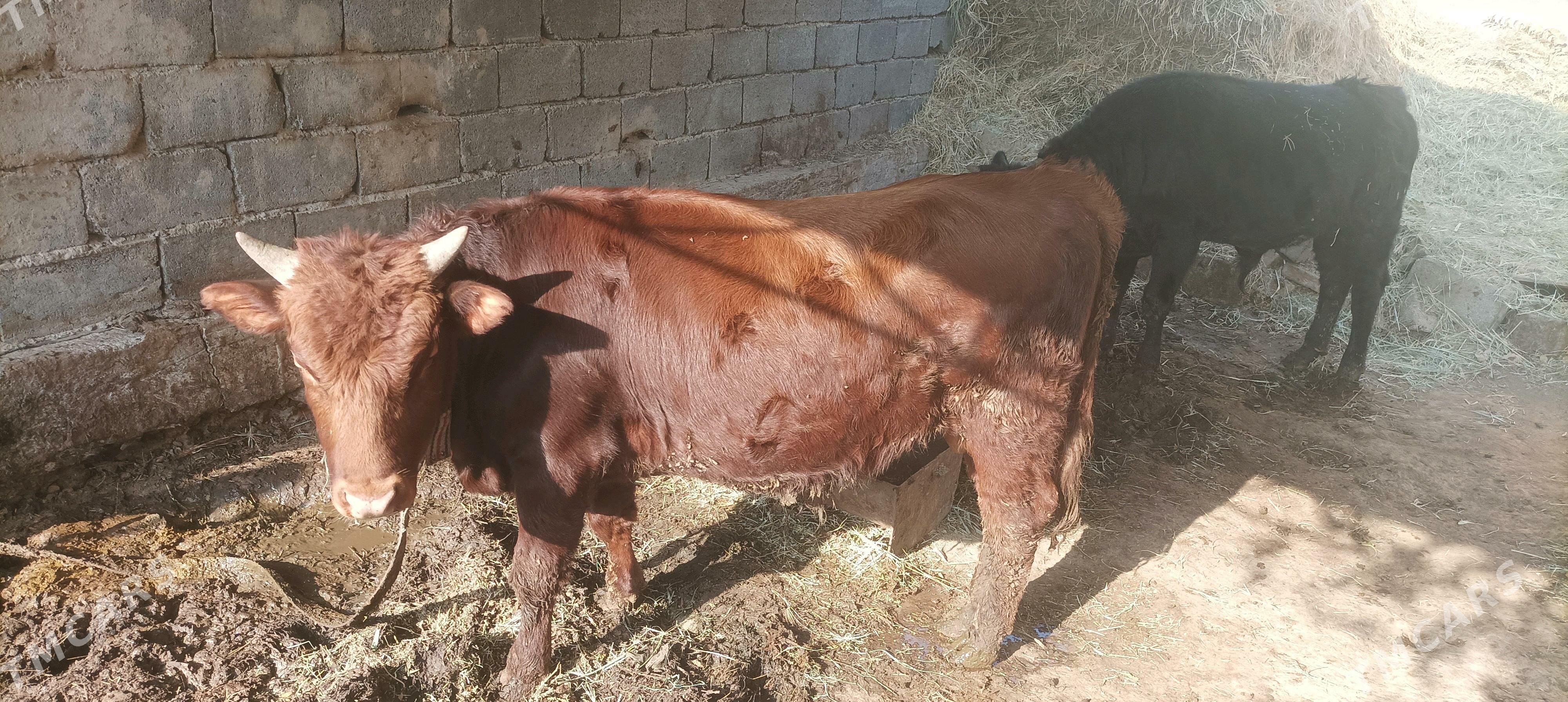 okuz - Мары - img 1