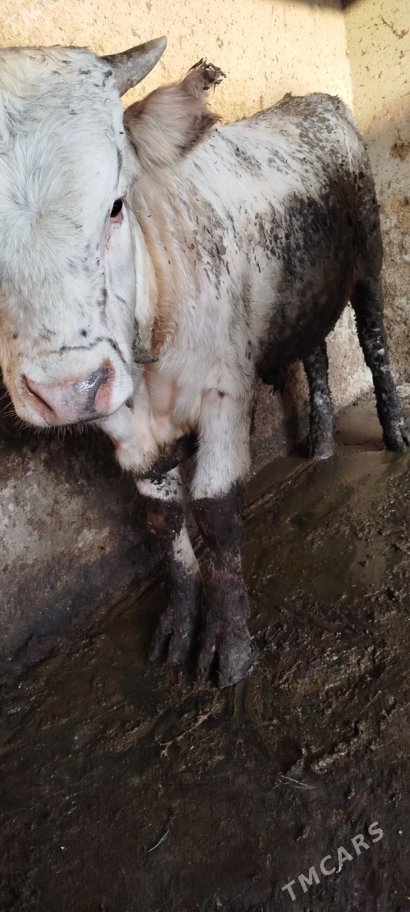 ULY OKUZ - Бахарден - img 2