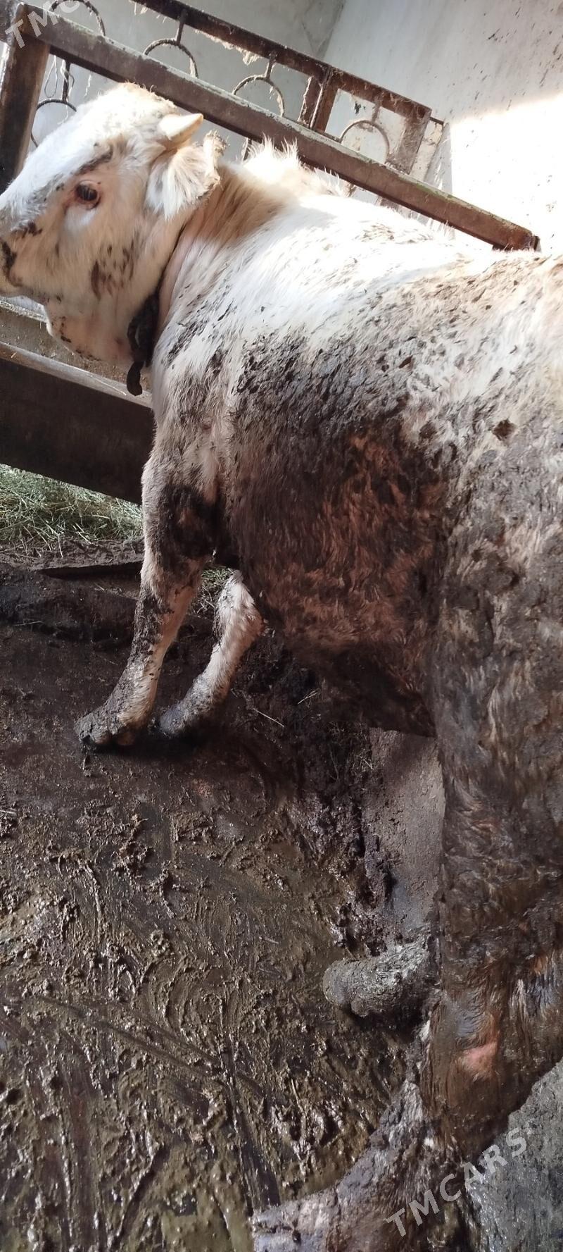 ULY OKUZ - Бахарден - img 4