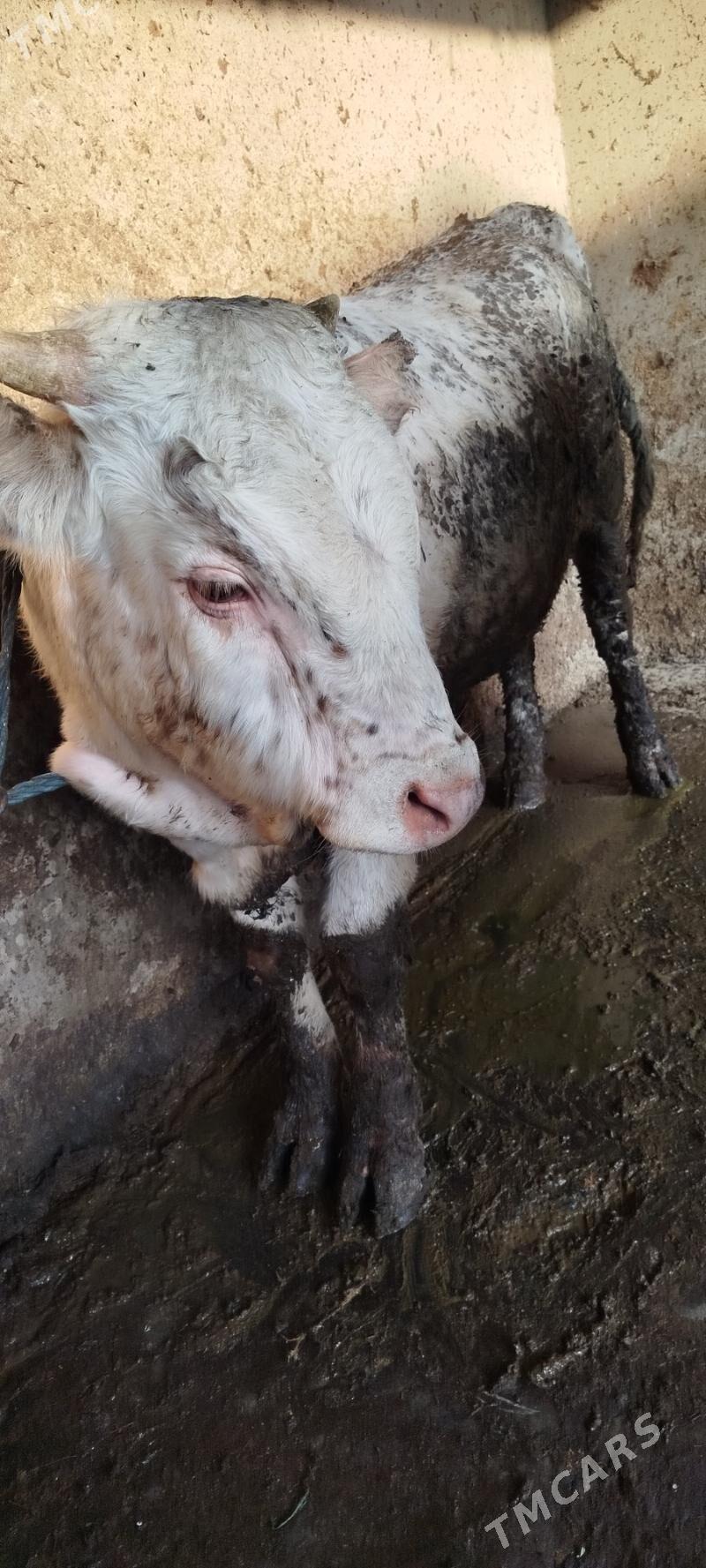 ULY OKUZ - Бахарден - img 3