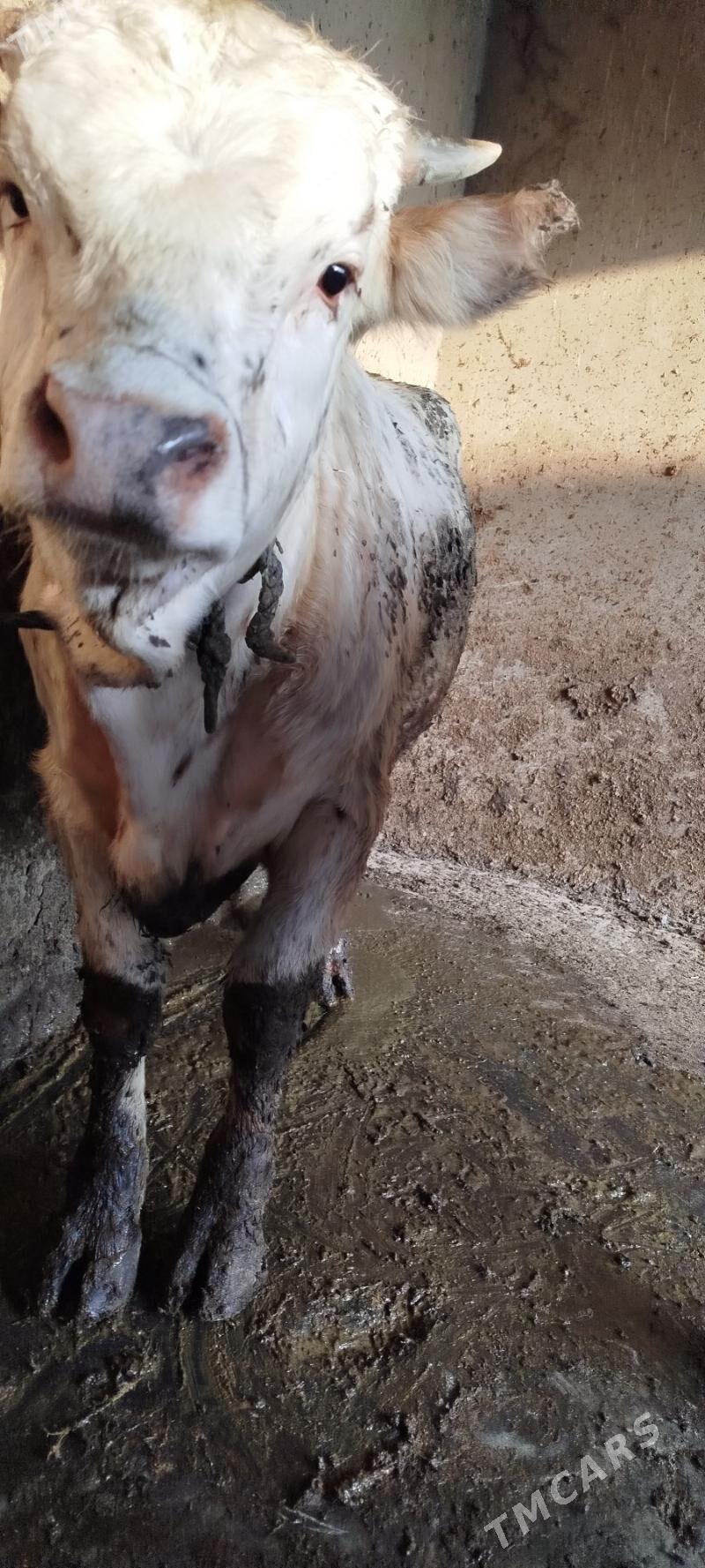 ULY OKUZ - Бахарден - img 5