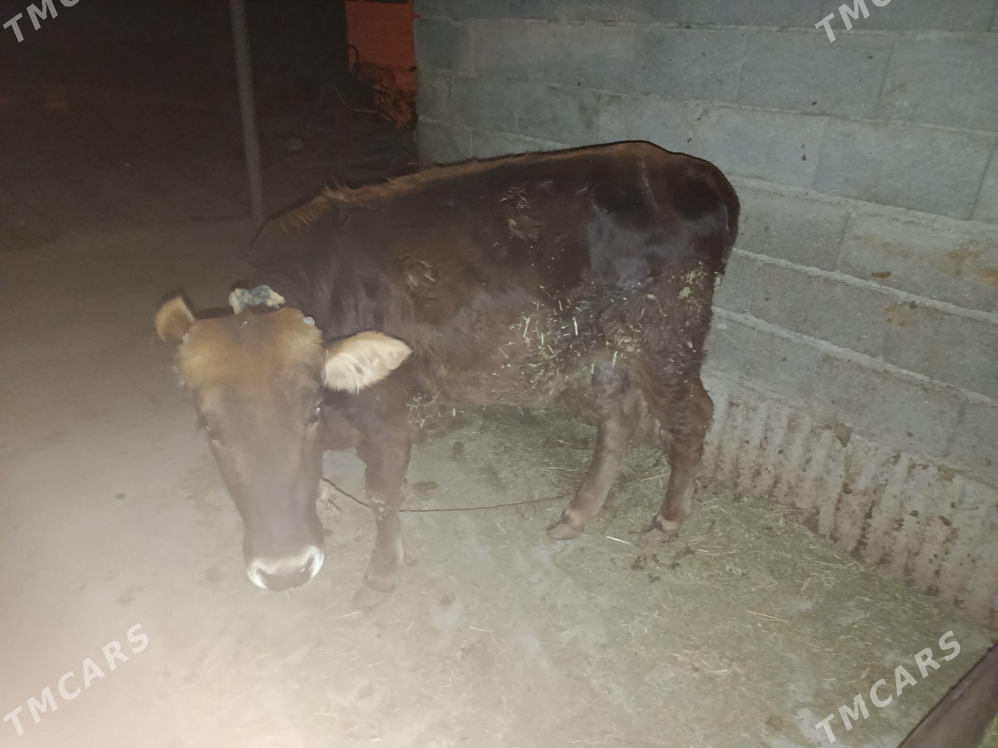 tüwe - Бахарден - img 4