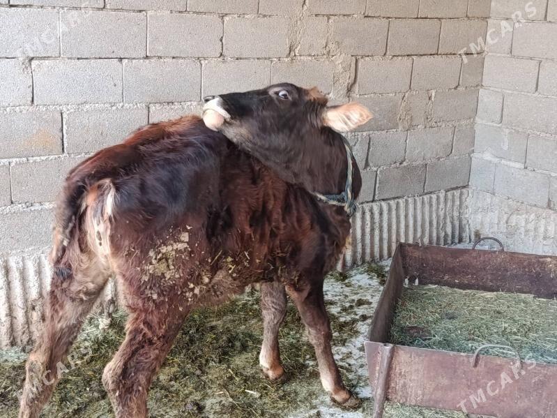 tüwe - Бахарден - img 3