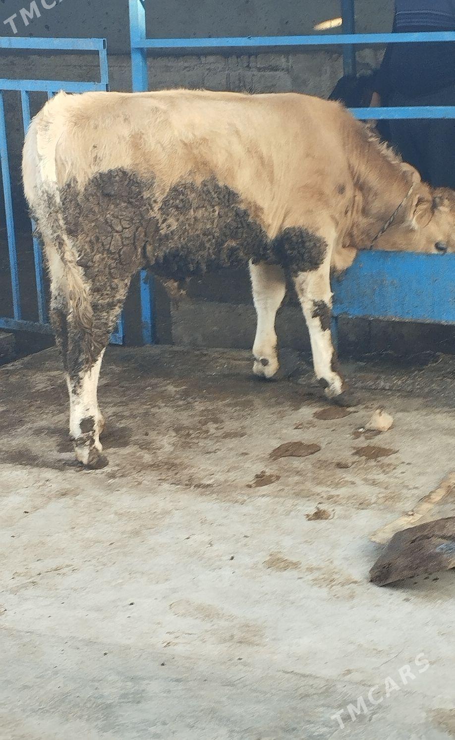 Öküz şwet - Hitrowka - img 7