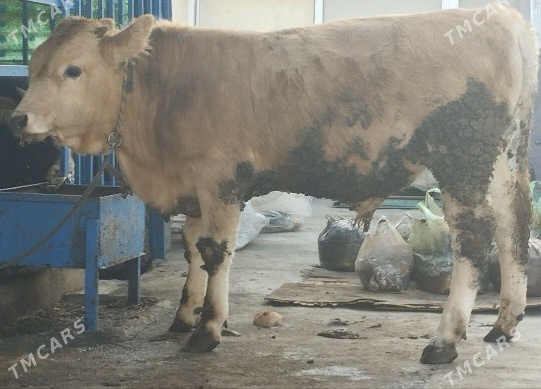 Öküz şwet - Hitrowka - img 5