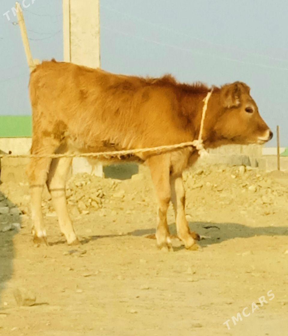 okuzce - Бахарден - img 1