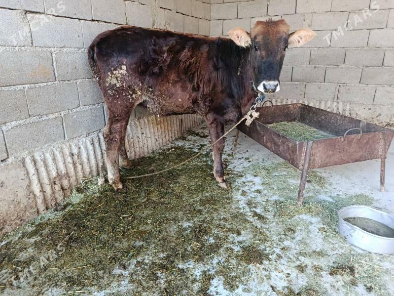 tüwe - Бахарден - img 1