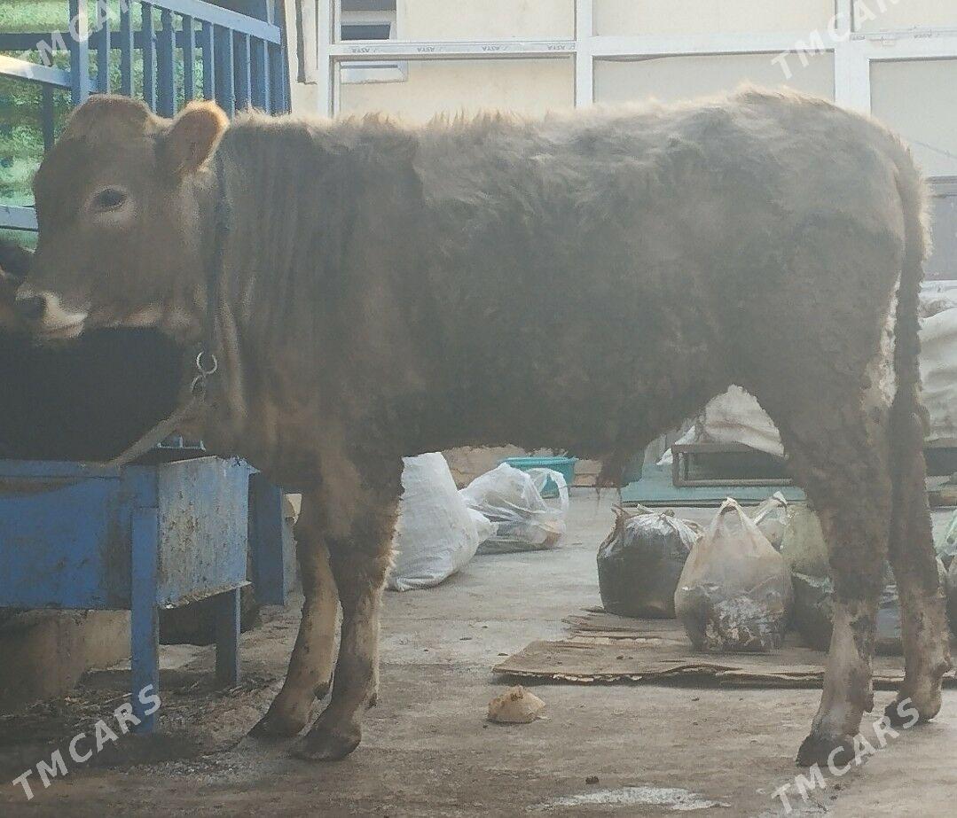 Öküz şwet - Hitrowka - img 2