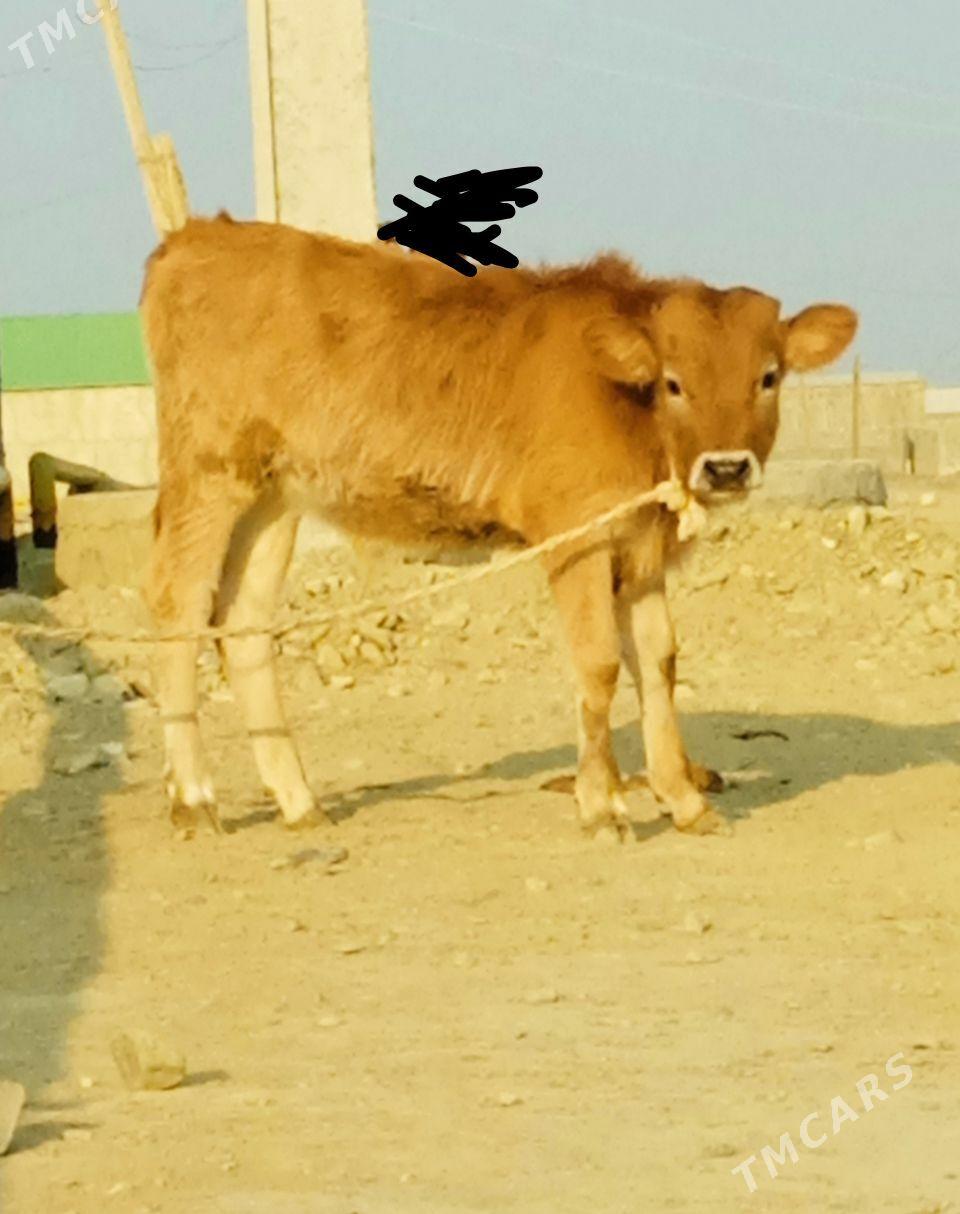 okuzce - Бахарден - img 2