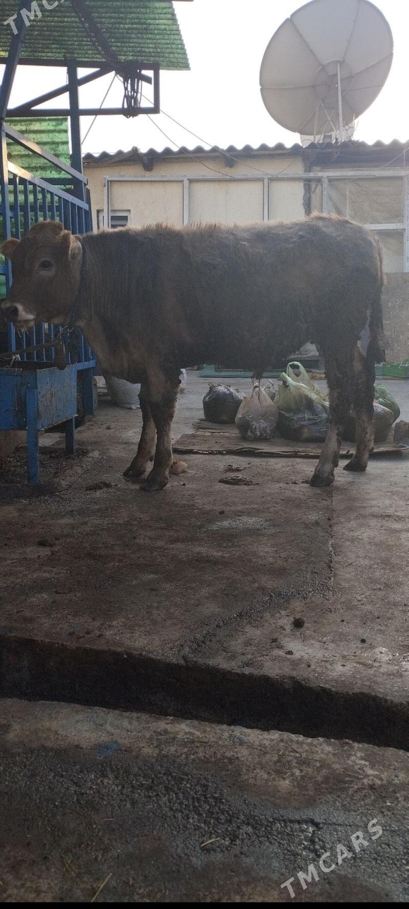 Öküz şwet - Hitrowka - img 6