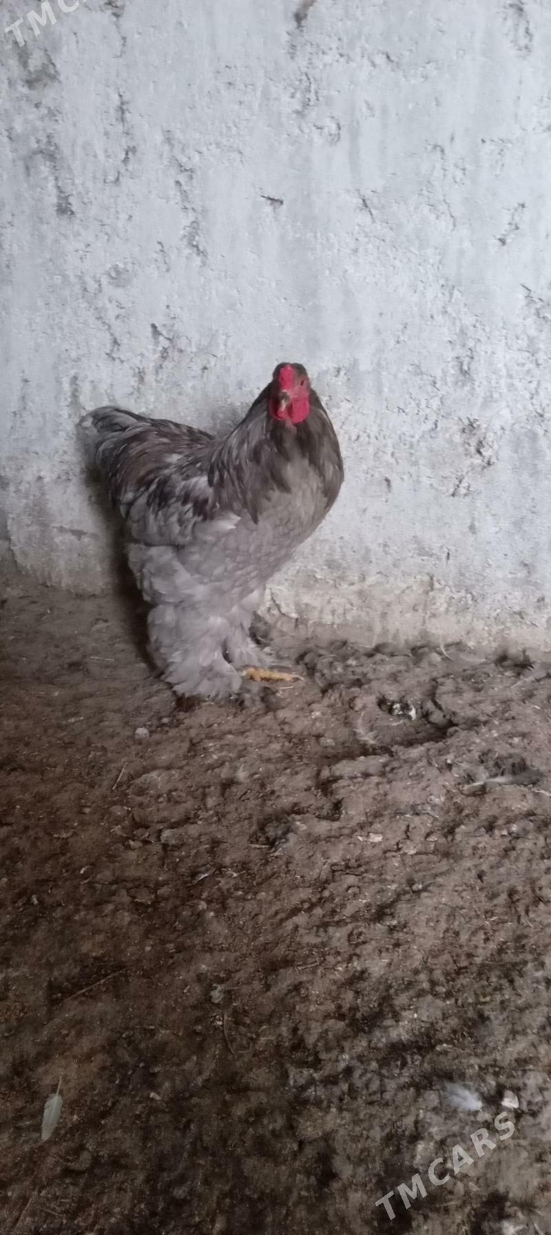 brama blu - Бузмеин - img 2