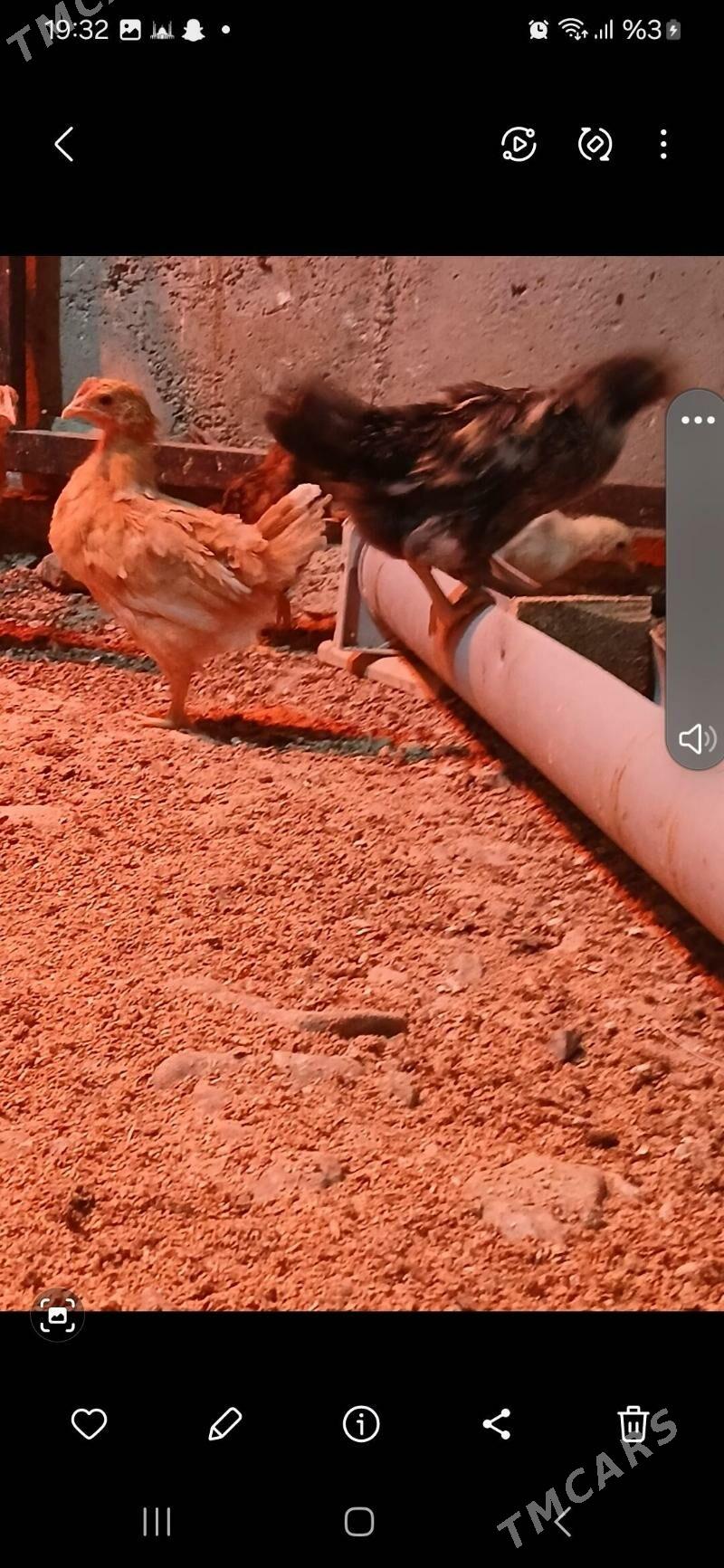 JUJE - Gyzylarbat - img 6