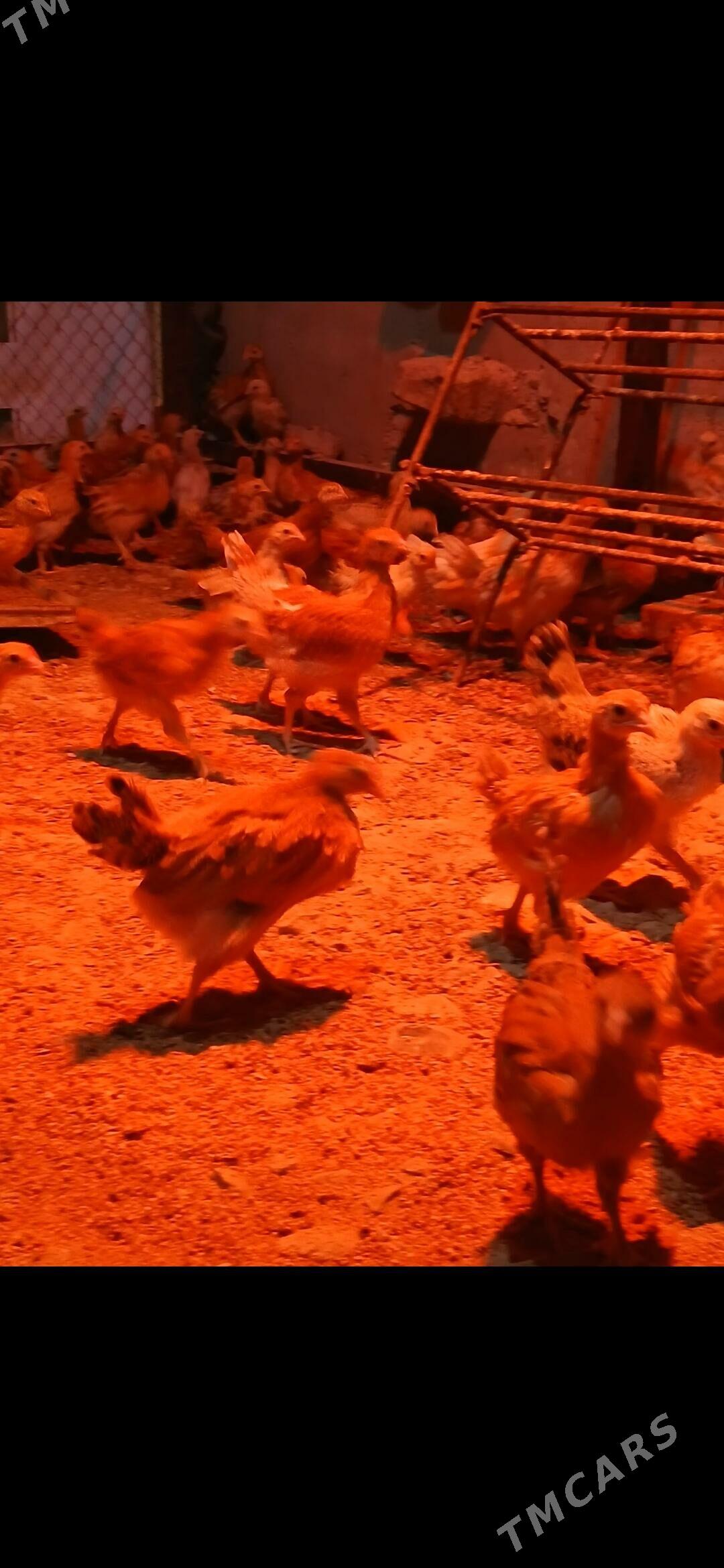 JUJE - Gyzylarbat - img 3