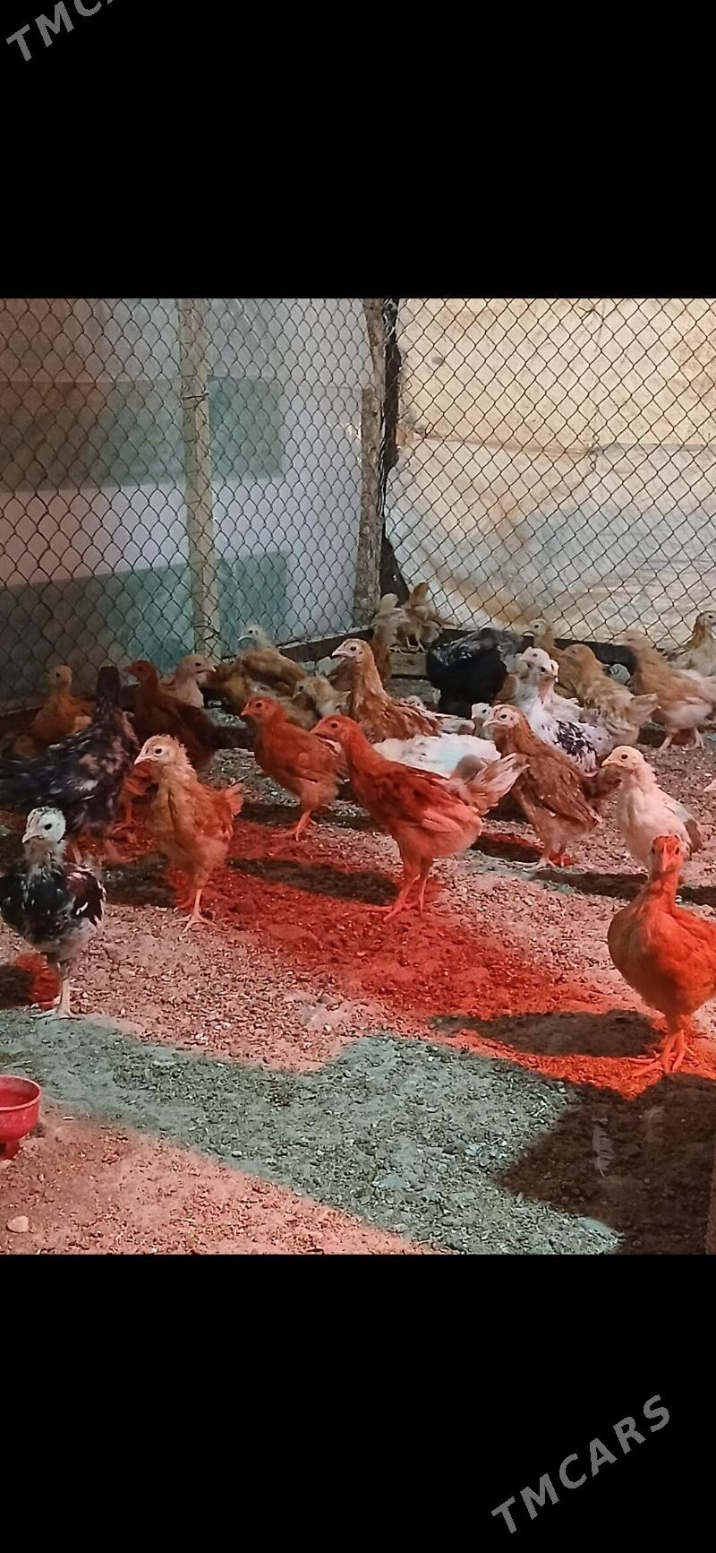 JUJE - Gyzylarbat - img 4