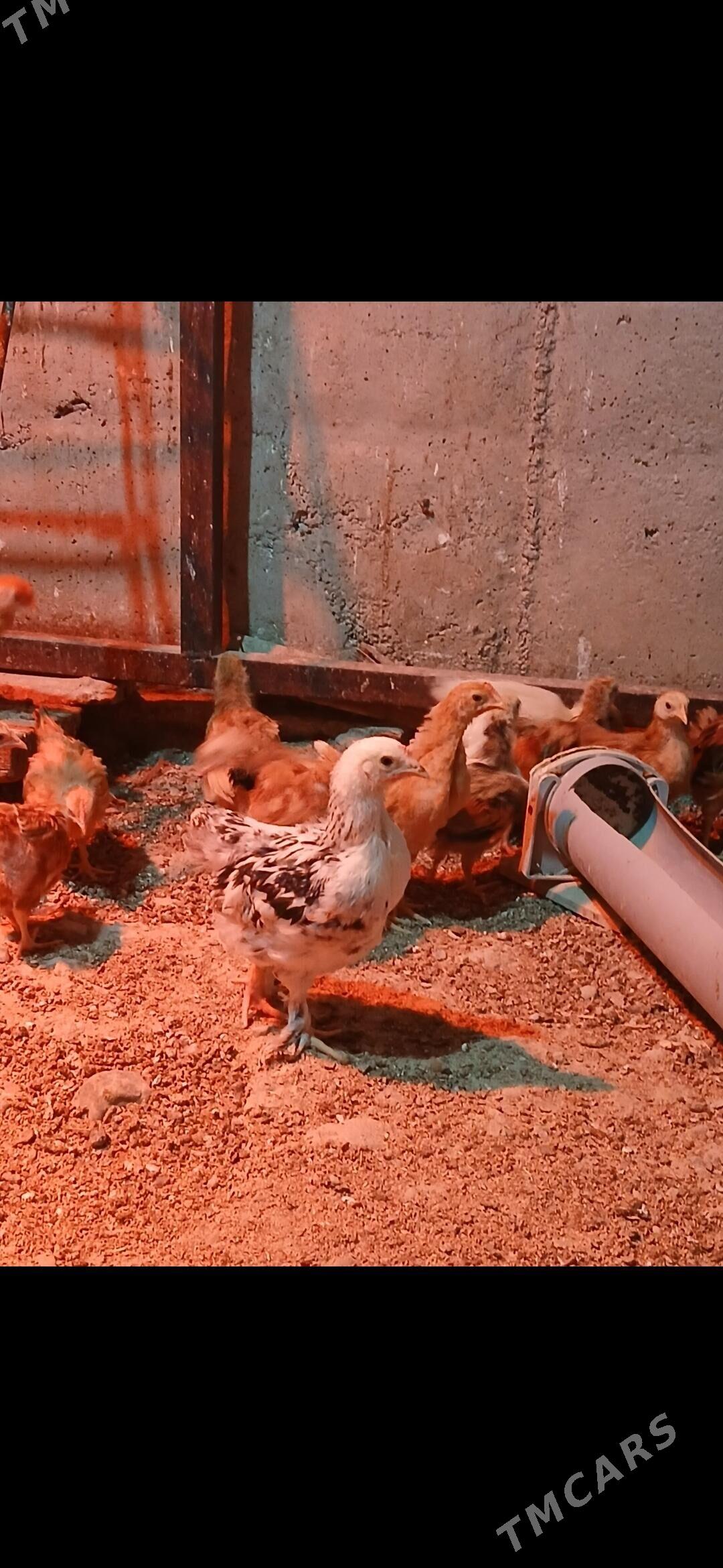 JUJE - Gyzylarbat - img 2