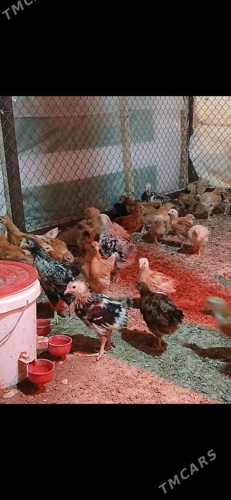 JUJE - Gyzylarbat - img 5