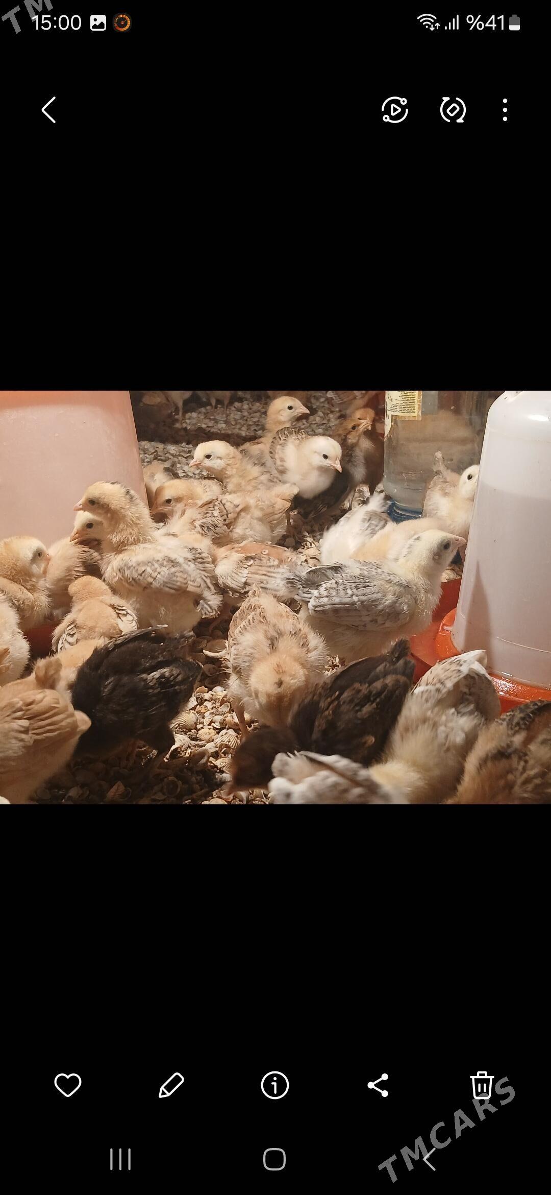 1 Aylyk juje - Гызыларбат - img 3