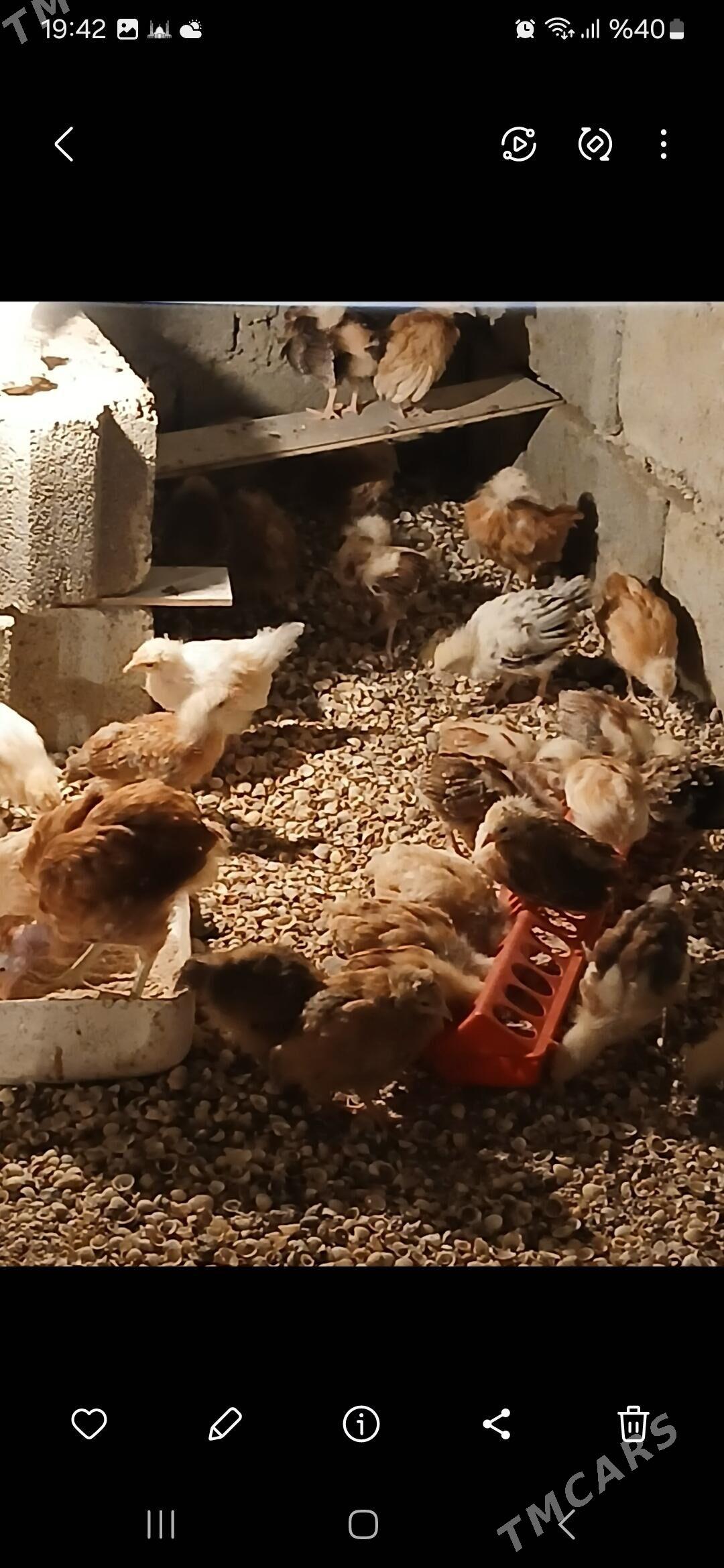 1 Aylyk juje - Гызыларбат - img 2