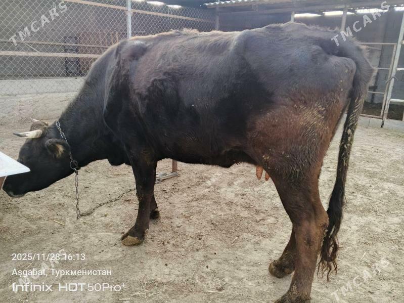 gysyr sygyr - Gökdepe - img 1