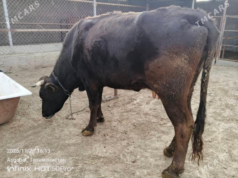 gysyr sygyr - Gökdepe - img 2