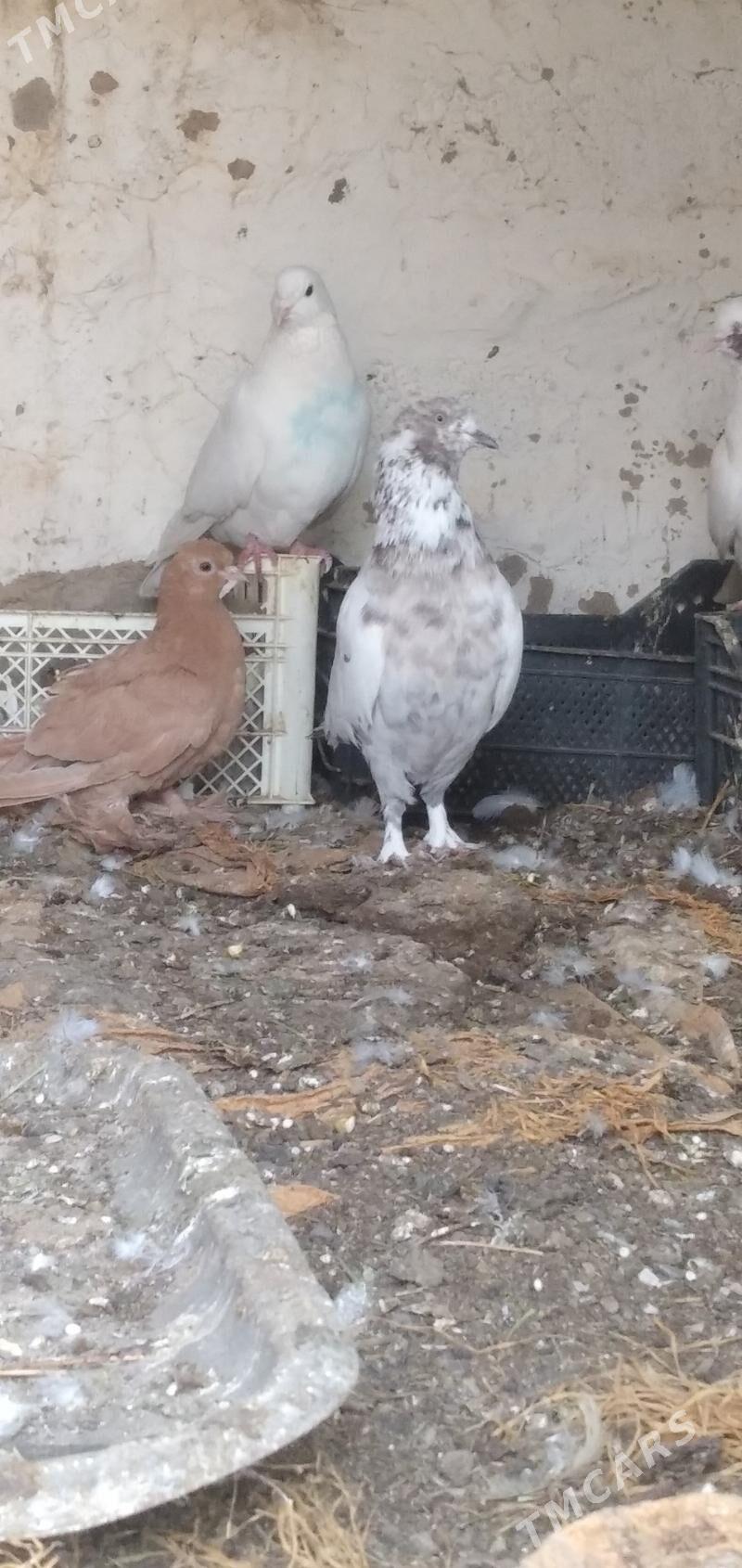 kepder - Aşgabat - img 8