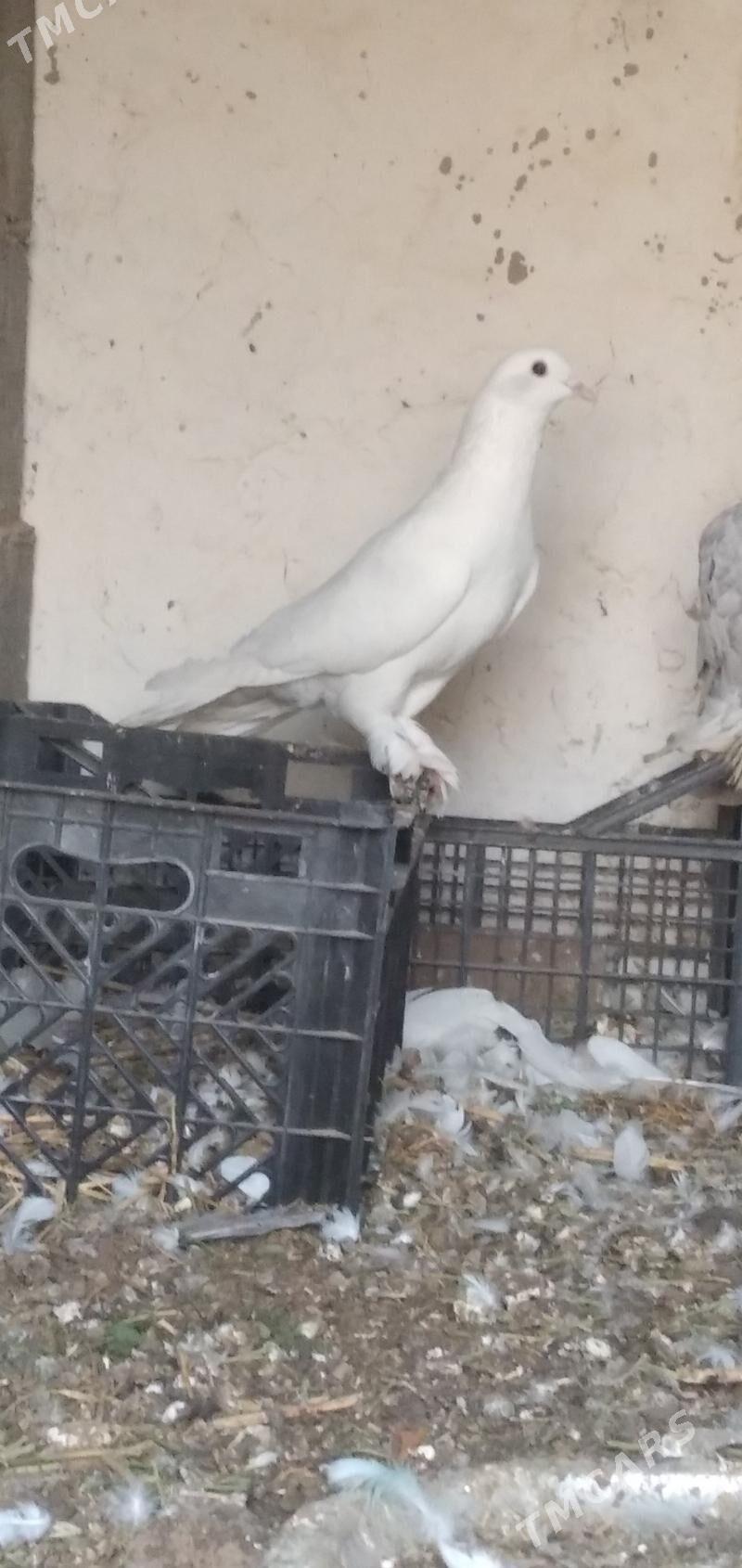 kepder - Aşgabat - img 2