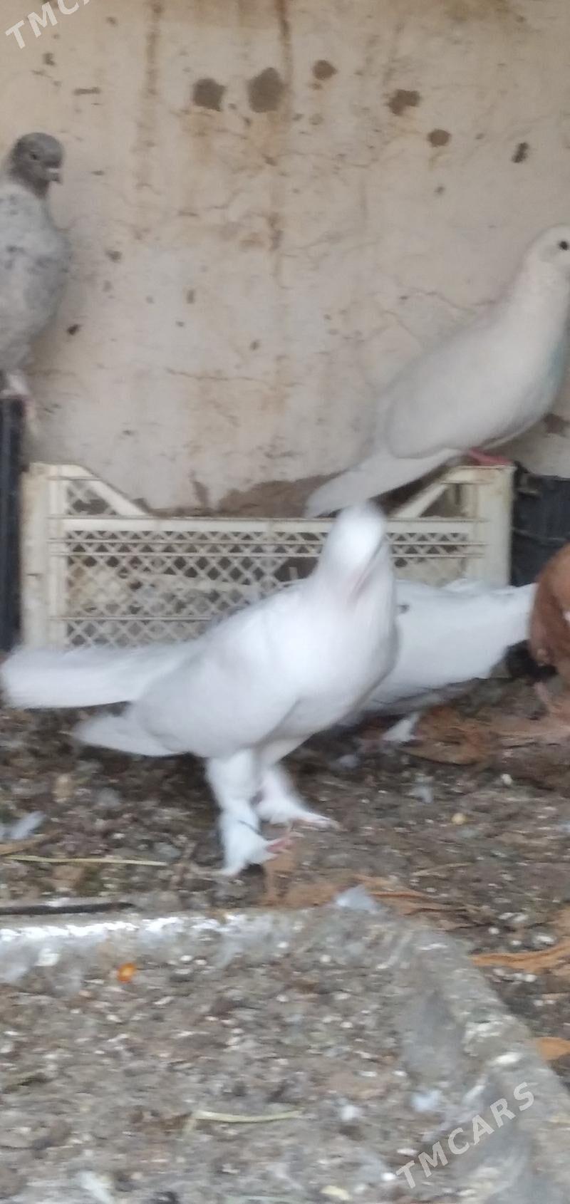 kepder - Aşgabat - img 7