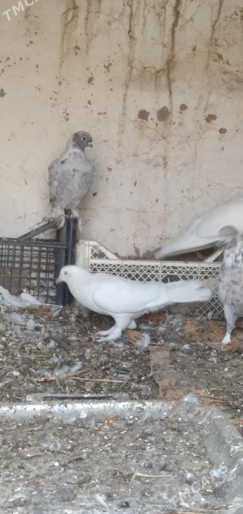 kepder - Aşgabat - img 3