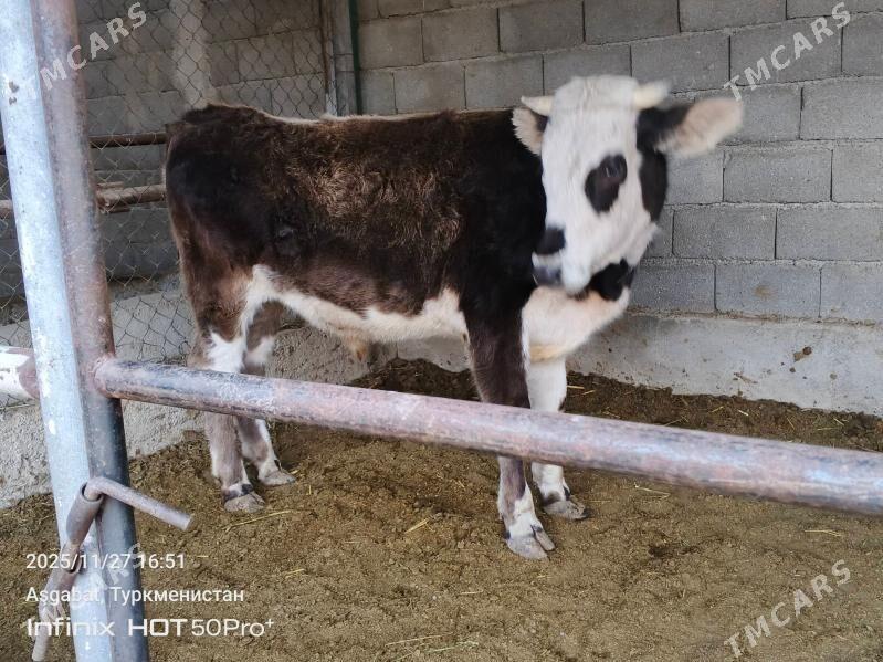 bicik okuz tuwe - Гёкдепе - img 3