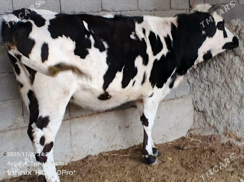 bicik okuz tuwe - Гёкдепе - img 5