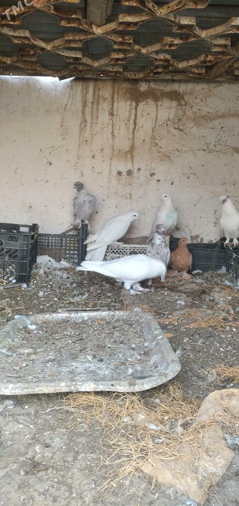 kepder - Aşgabat - img 5