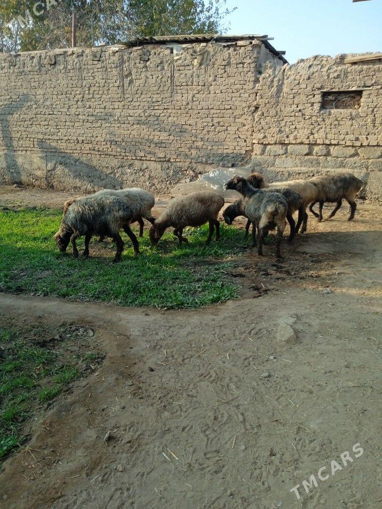 goyun bogaz - Теджен - img 3