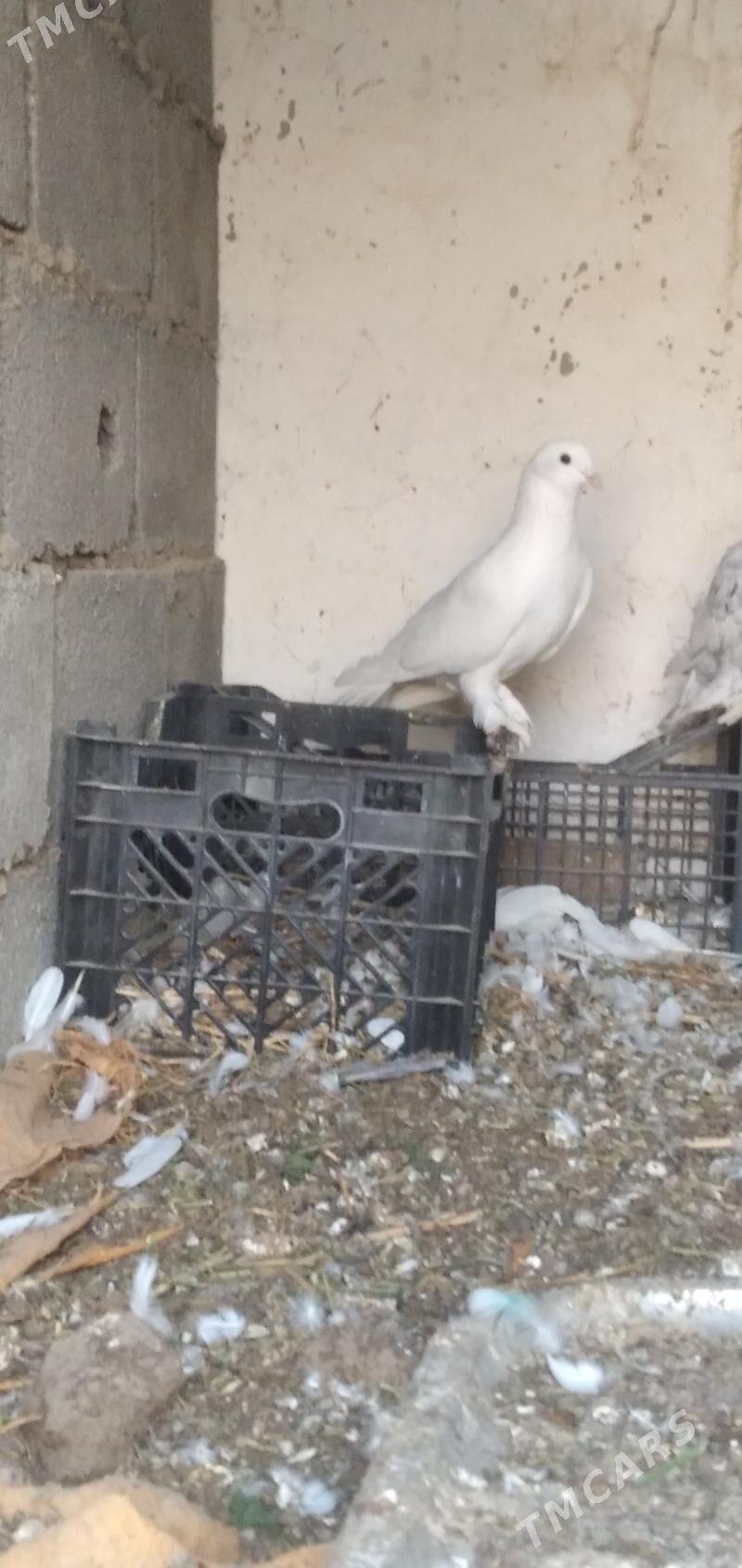 kepder - Aşgabat - img 6