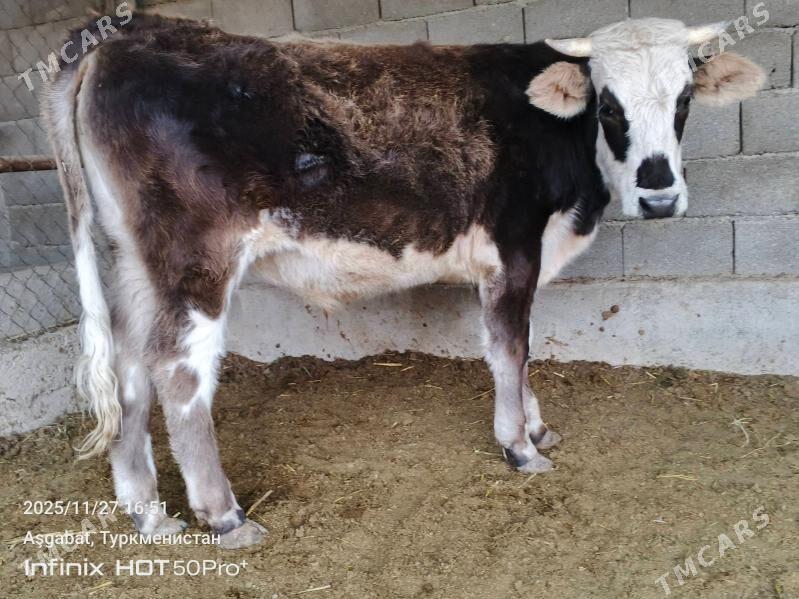 bicik okuz tuwe - Гёкдепе - img 2