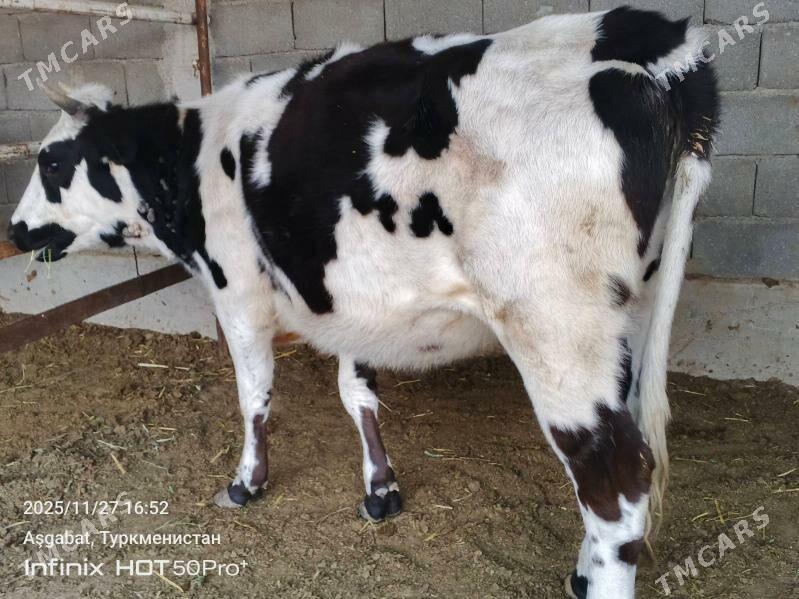 bicik okuz tuwe - Гёкдепе - img 4