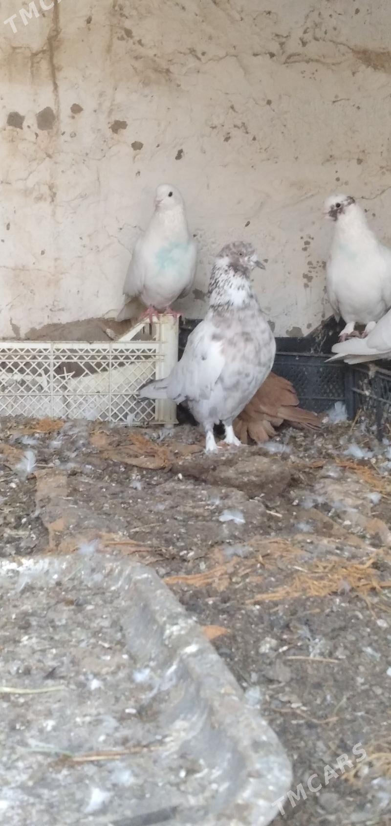 kepder - Aşgabat - img 9