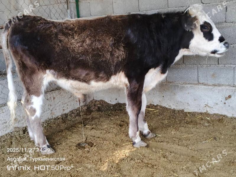 bicik okuz tuwe - Гёкдепе - img 1