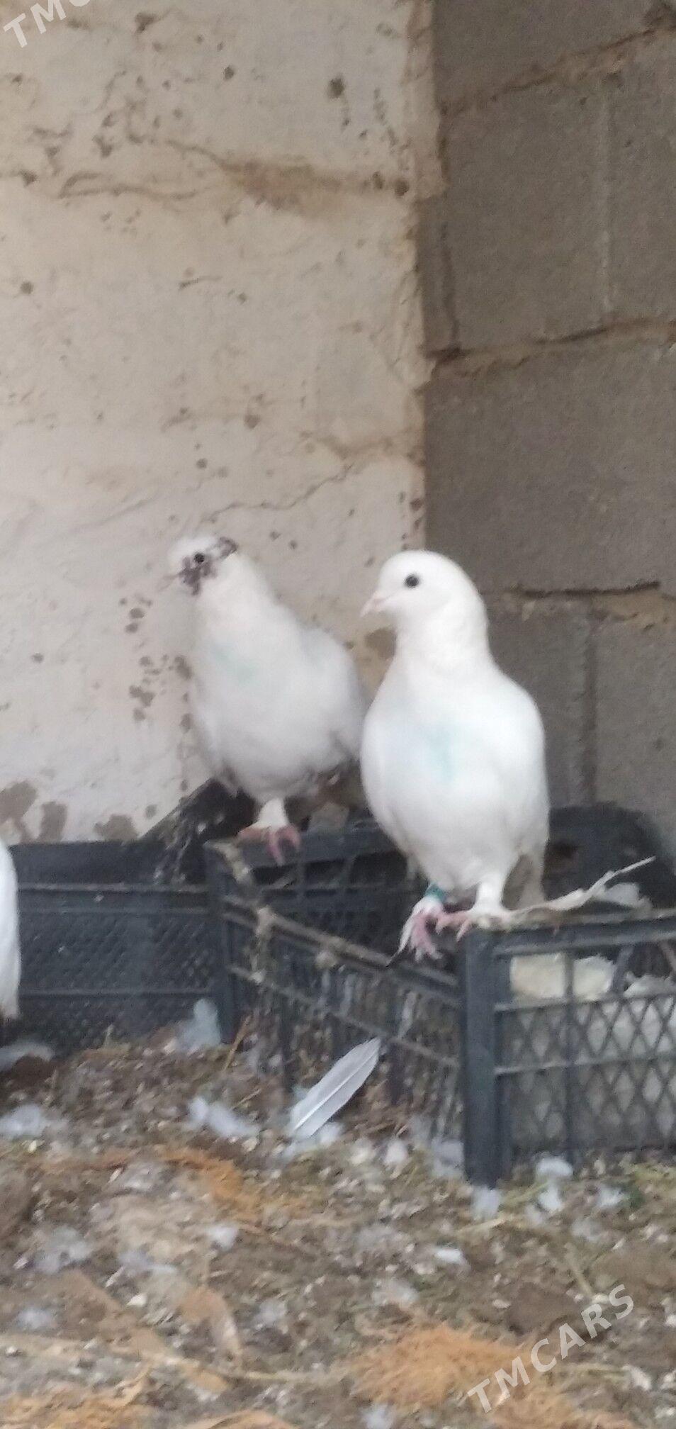 kepder - Aşgabat - img 4