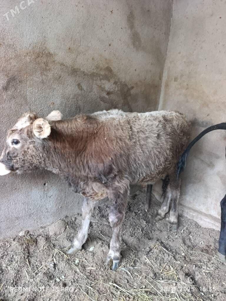 okuzce şiwes,gibrid - Бузмеин - img 5