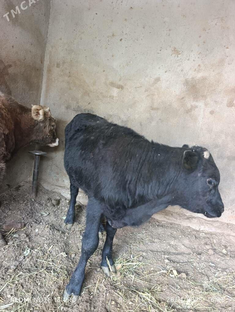 okuzce şiwes,gibrid - Бузмеин - img 4