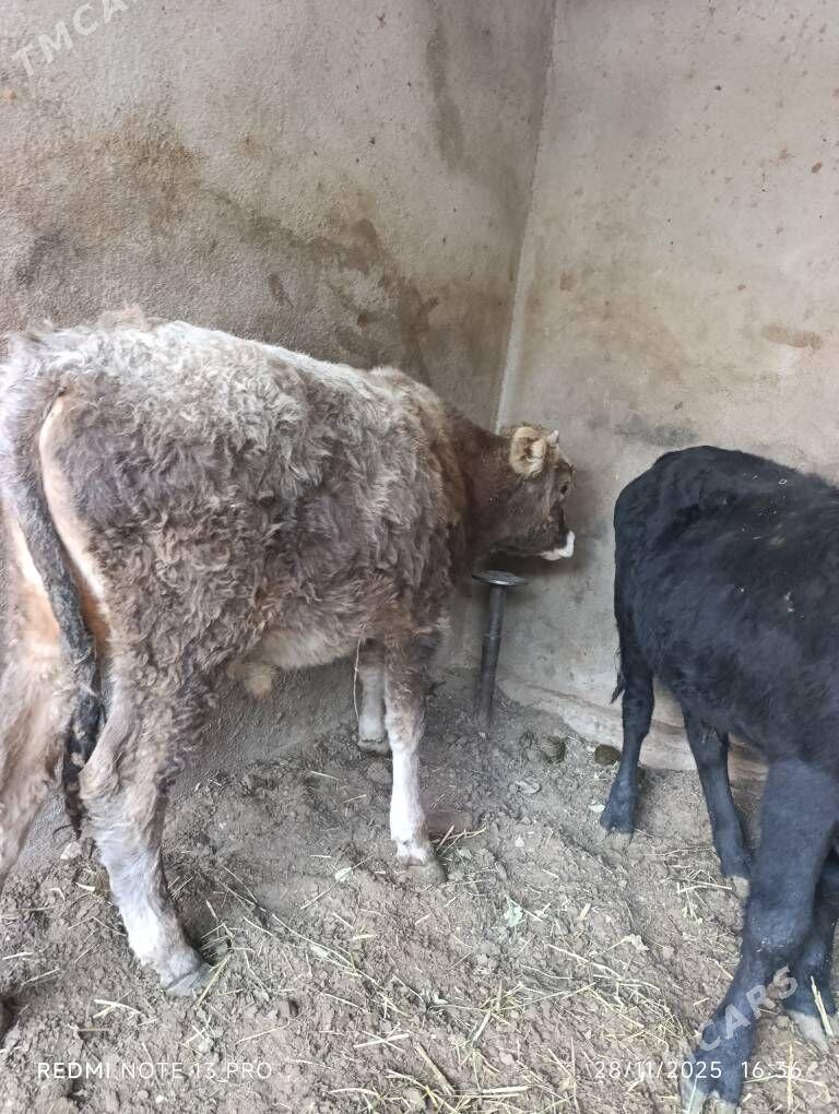 okuzce şiwes,gibrid - Бузмеин - img 2