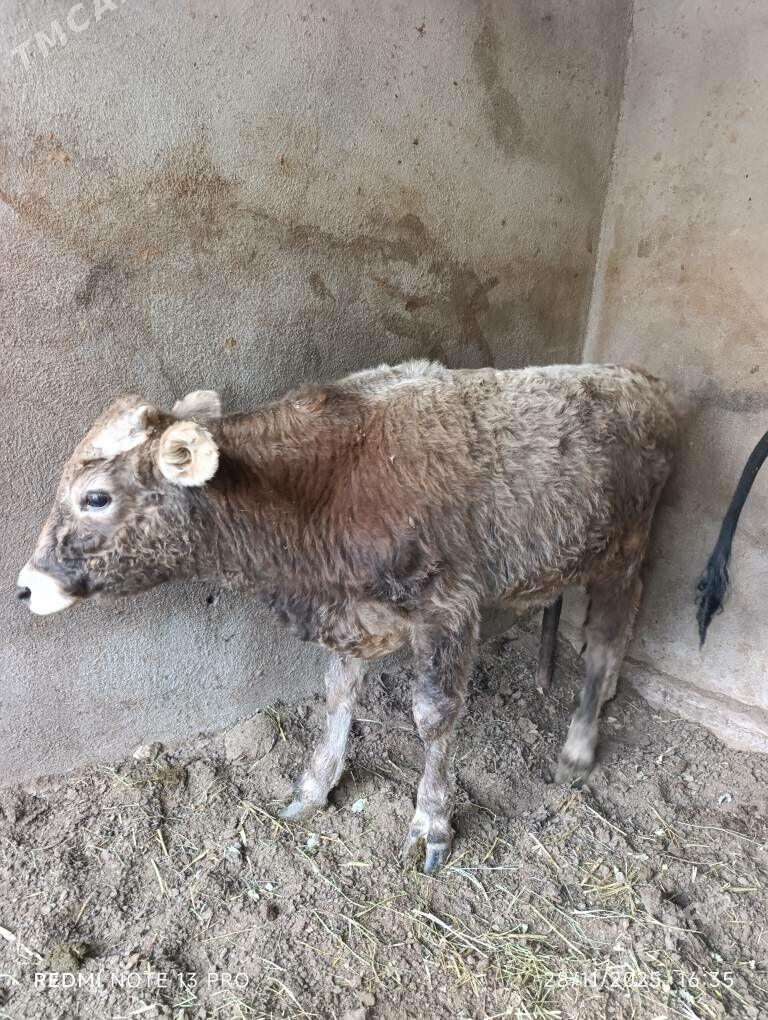 okuzce şiwes,gibrid - Бузмеин - img 6