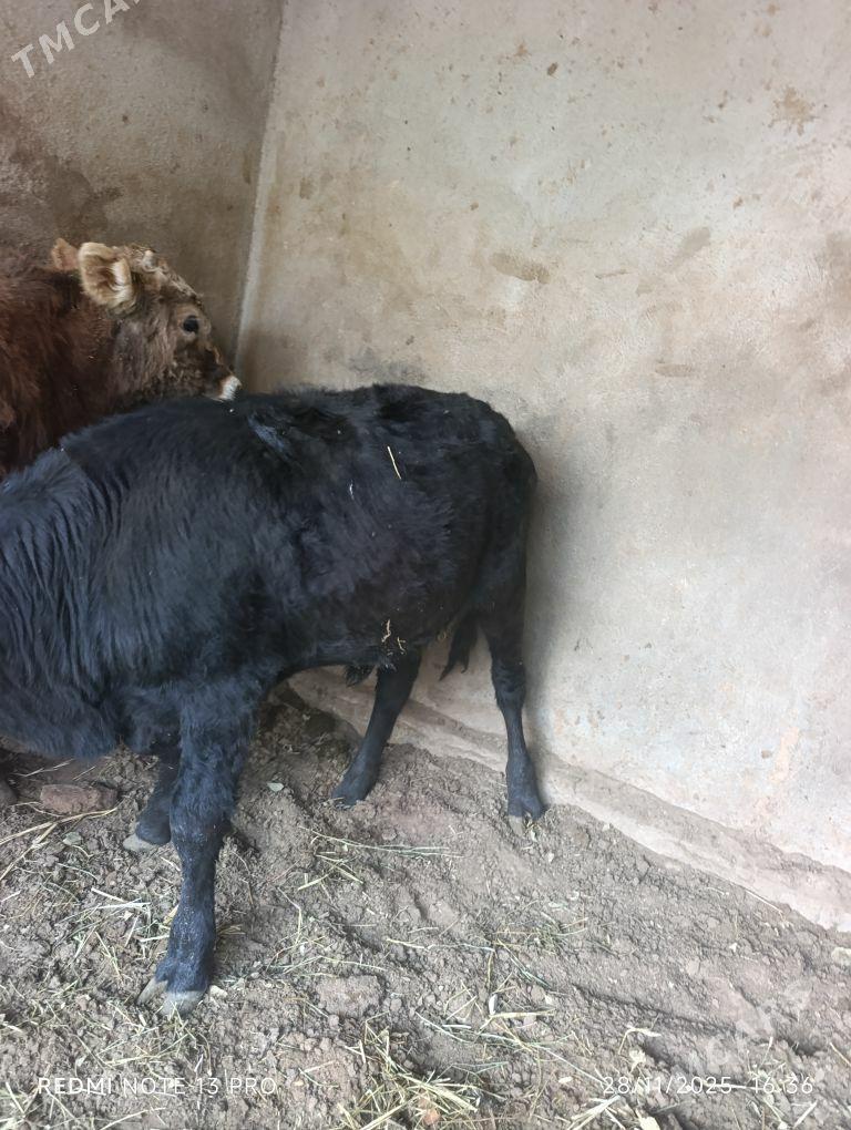 okuzce şiwes,gibrid - Бузмеин - img 7