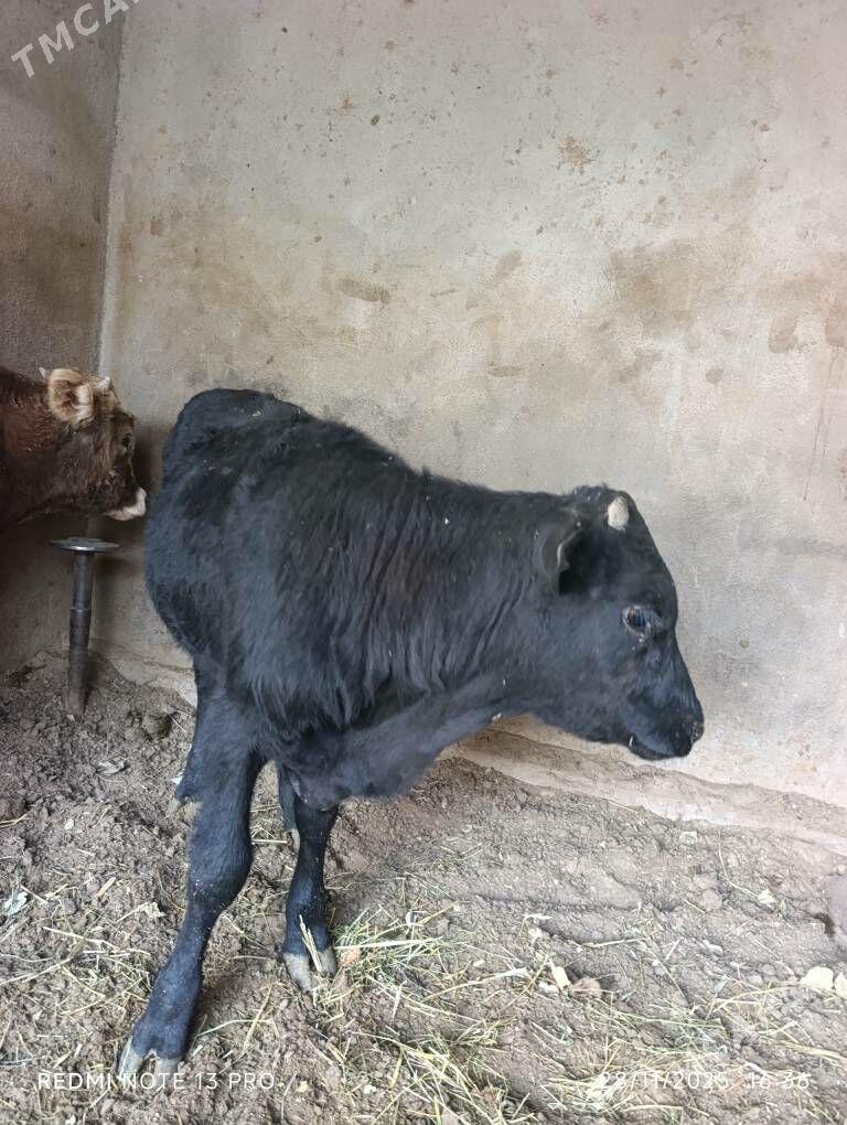 okuzce şiwes,gibrid - Бузмеин - img 3